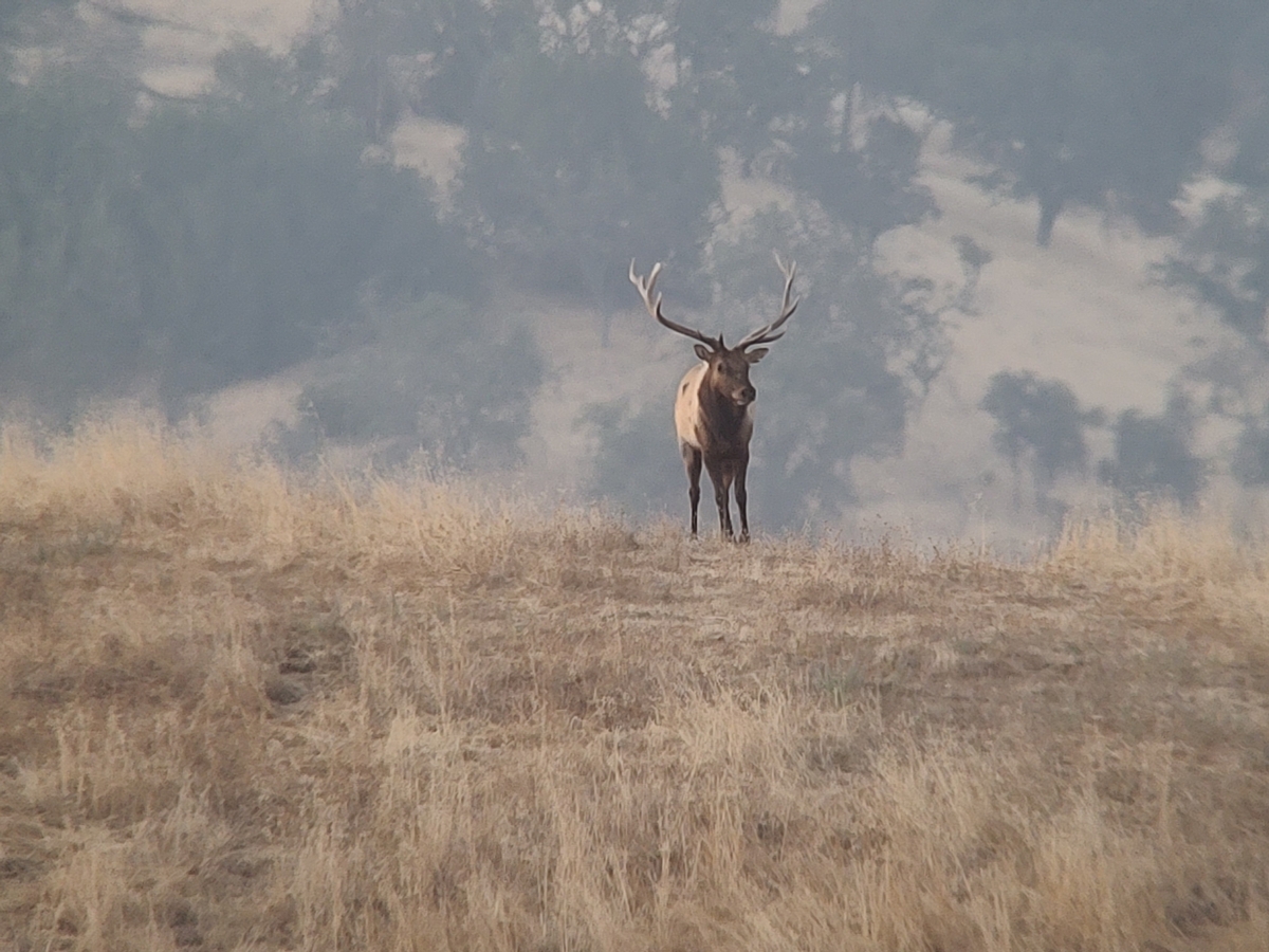 Tule Elk Hunts Tule Elk Hunts